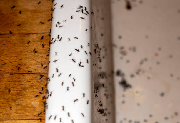 Professional Pest Control in Sandy, OR