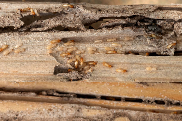  Sandy, OR Pest Control Pros